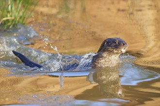 European Otter (Lutra lutra), jump in pond, captive