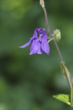 European columbine (Aquilegia vulgaris), blue flower at the edge of a forest, Wilden, North