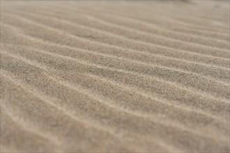 Sand drifts on the beach "Platja del Fangar", coast, nature reserve, ebro delta, Catalonia, Spain,