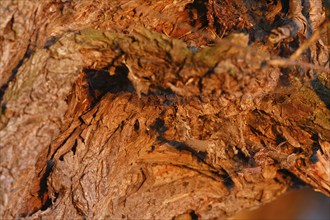 Detail of the structure of the bark of a willow tree, Peene Valley River Landscape nature park