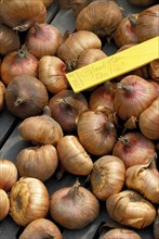 Gladiol tubers Praha, gladiol onions, gladiol tubers