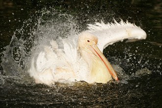 White Pelican (Pelecanus onocrotalus), bathing