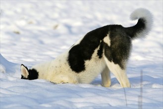 Siberian Husky in the snow