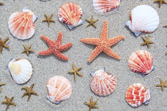 Starfish and mussels, mussel shells