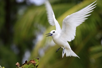 Fairy Tern, Bird Island, Seychelles (Gygis alba monte), White Tern