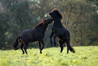 Icelandic Horses, quarreling, quarreling Icelandic ponies, Icelanders