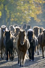 Icelandic ponies, Icelandic, Icelandic horse