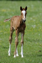 English thoroughbred, foal