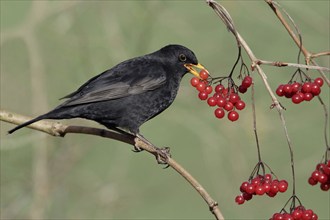 Blackbird (Turdus merula), male, picking berries, Lower Saxony, Germany, Europe