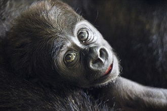 Western lowland gorilla (Gorilla gorilla)