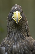 Steller's sea eagle (Haliaeetus pelagicus)