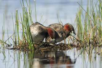 Little grebe (Tachybaptus ruficollis) at the nest, Grebe, Portugal, Europe