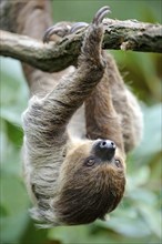 Two-toed Sloth (Choloepus didactylus)