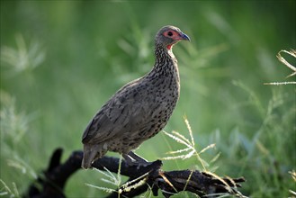 Swainson's Francolin (Francolinus swainsonii), Kruger nationalpark, South Africa, Africa