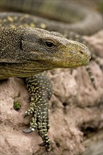 Crocodile monitor (Varanus salvadorii)