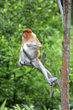 Coati, female, Labuk Bay, Sabah, proboscis monkey (Nasalis larvatus), Malaysia, Asia