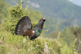 Western capercaillie (Tetrao urogallus) courting, Kalkalpen National Park, Upper Austria, Austria,