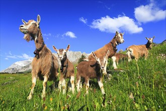 House goats on the alp, goat, goats, females and young animals, Alpstein massif, Appenzell,