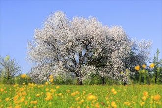 Flowering cherry tree ( Prunus avium) , Switzerland, Europe