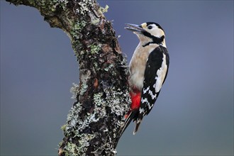 Great spotted woodpecker ( Dendrocopos major) female, Scotland, Great Britain