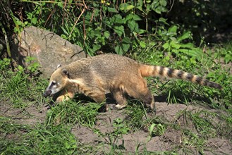 Ring-tailed Coati (Nasua nasua), Southern Coati