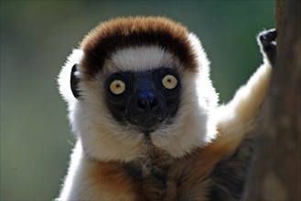 Verreaux's Sifaka, Berenty Private Reserve (Propithecus verreauxi verreauxi), Madagascar, Africa