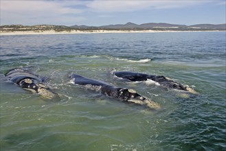 Southern Right Whales (Eubalaena australis), South Africa (Balaena glacialis australis)