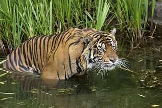 Sumatran Tiger (Panthera tigris sumatrae)