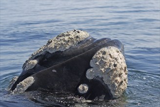 Southern Right Whale (Eubalaena australis), South Africa (Balaena glacialis australis)