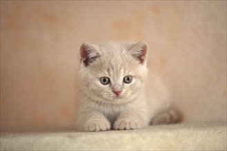 British Shorthair Cat, Kitten, British Shorthair, KBH