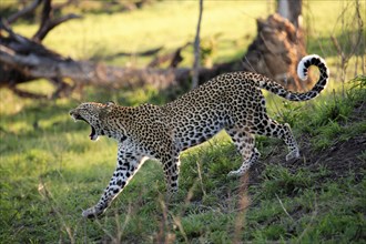 African leopard (Panthera pardus), Sabi Sabi Private Game Reserve, South Africa, lateral view,