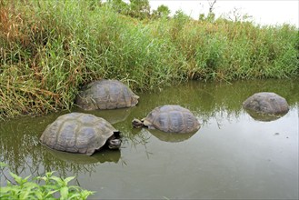 Galapagos Giant Tortoises (Geochelone nigra), Galapagos Islands, Ecuador (Testudo elephantopus)