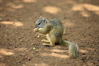 Smith's Bush Squirrel (Paraxerus cepapi), Kruger national park, South Africa, Africa