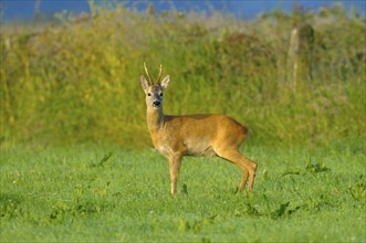 Roebuck, Dingdener Heide nature reserve, North Rhine-Westphalia, Germany, Europe