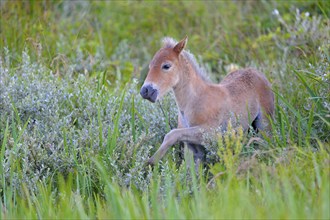 Exmoor pony, foal