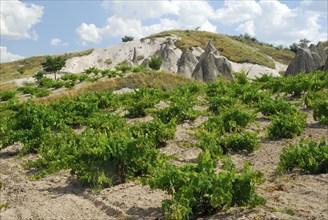 Vineyard, Nevesehir, Cappadocia, Turkey, Asia