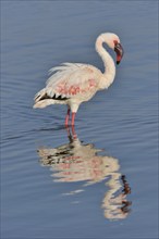 Lesser Flamingo (Phoenicopterus minor) standing in Lake Nakuru, Lake Nakuru National Park, near