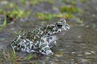 European european green toad (Bufo viridis) (Pseudepidalea virdis), Austria, Europe