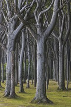 Beech trees, shaped by strong sea winds, at Ghost Wood, Gespensterwald along the Baltic Sea beach