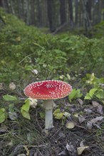 Fly agaric (Amanita muscaria), fly amanita mushroom in forest in autumn