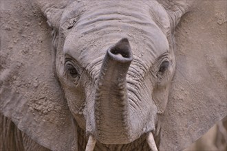 Elephant (Loxodonta africana) with raised trunk, portrait, South Luangwa National Park, Zambia,