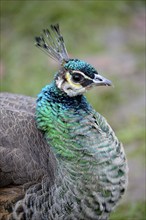 Indian Peafowl (Pavo cristatus), hen, portrait, captive, Bavaria, Germany, Europe