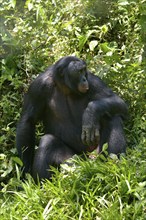 Bonobo (Pan paniscus), Lola ya Bonobo Sanctuary, Kimwenza, Mont Ngafula, Kinshasa, Democratic