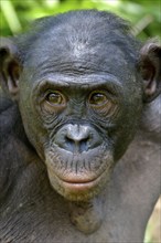 Bonobo (Pan paniscus), portrait, Lola ya Bonobo Sanctuary, Kimwenza, Mont Ngafula, Kinshasa,