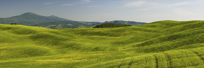 Landscape at sunrise around Pienza, Val dOrcia, Orcia Valley, UNESCO World Heritage Site, Siena