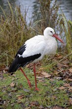 White Stork (Ciconia ciconia), captive, Bavaria, Germany, Europe