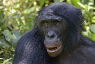 Bonobo (Pan paniscus), portrait, Lola ya Bonobo Sanctuary, Kimwenza, Mont Ngafula, Kinshasa,