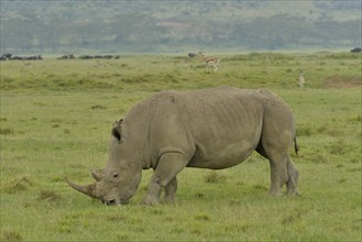 White Rhinoceros or Square-lipped Rhinoceros (Ceratotherium simum), Lake Nakuru National Park, near