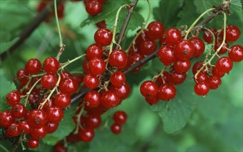 Red currants (Ribes rubrum)