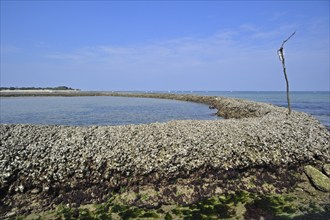 Fish sluice, écluse, traditional way of catching fish at low tide on the island of Ile de Ré,